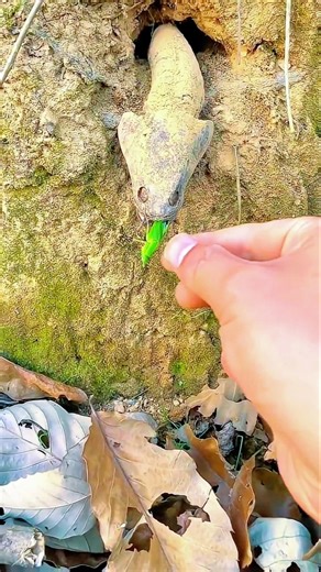 Grass forging in the mouth of a dead snake #camping #bushcraft #survival #outdoors #SurvivalBogura