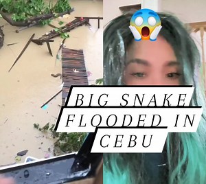 A big snake swimming in flood waters in Cebu Philippines due to heavy rains, from typhoon Tino. 🙏😱 #fyp #followersシ゚ #highlights #reelsvideoシ #reelsviralシ #reelsviralシfb #reelsfbシ #reelsfypシ #followerseveryone | Mareel Vlogger