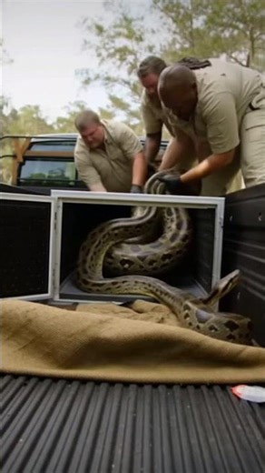 EXTREME 911 SNAKE FIGHT: Special Forces Called to Save Deer from GIANT PYTHON on Highway! #shorts