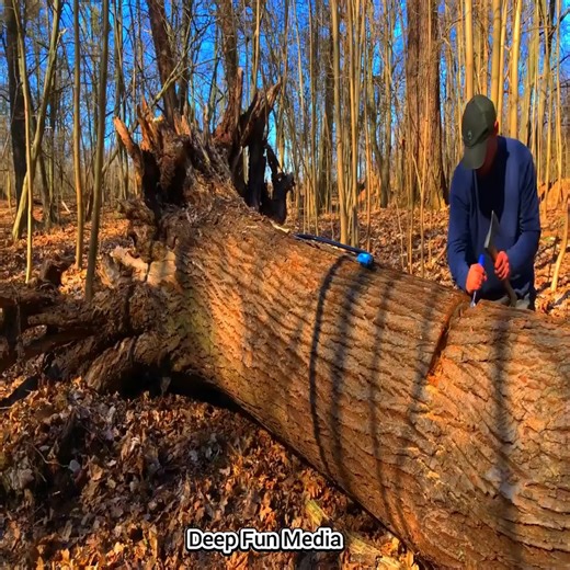 294K views · 5.3K reactions | Built my own hidden survival shelter inside a tree #shelter #skills #dugout #offgrid #cabin #camping #forest #survival #construction #solo #wildlife | Kompressor | Facebook