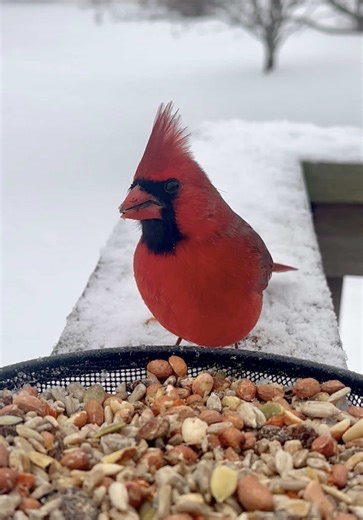 Birdwatching: Quick Snack Visits from Local Birds
