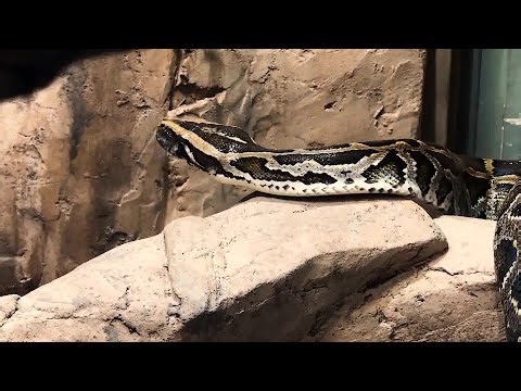 Santa Barbara Zoo to Open New Tropical Wonders Exhibit Featuring 12-foot Burmese Python