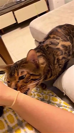 Les chats et les chiens en pleine action 🤣