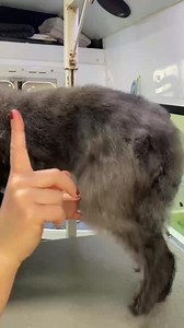 3.6K views · 34 reactions | How to brush your dog… Fluffing the top...