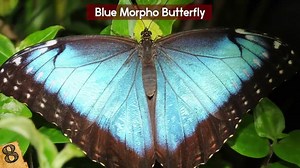 22K views · 195 reactions | Most Unbelievable Iridescent Animals In The World! | Mysterious Stories | Facebook
