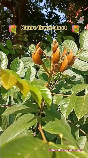 ||nature flower shoot|| #shortsvideo #ytstudioes #nature