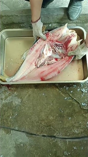 Automatic Fish Gutting & Scaling Machine in Action 👀