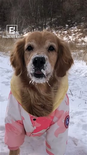 When Snow Gets Out of Control… Humans Get Creative 😅 #Winters #Snowfall | Fossbytes