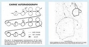 Unit 4 - Molecular Biology
