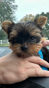 4 comments | We called Santa and Kamille asked Santa Claus for a puppy! Santa came early for this special present. Listen to her voicemail.  | China Gerona | Facebook