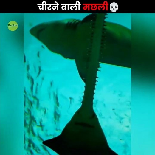 The Sawfish’s Unique Hunting Method 😲