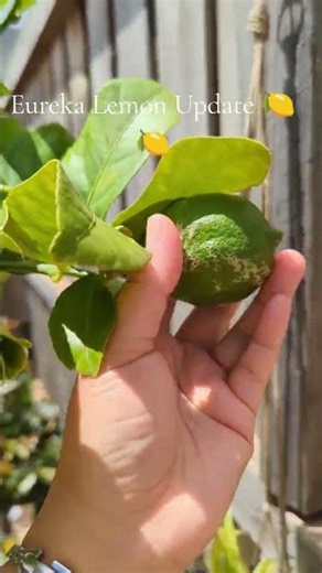 Update on my eureka lemon tree. #rootsock #lemontree #pruning #spring #gardening #lemon #organic