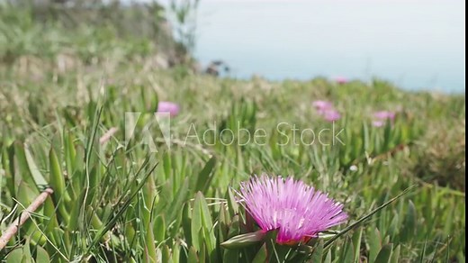 A field of purple Carpobrotus flowers growing on the edge of a sea cliff on a sunny day.