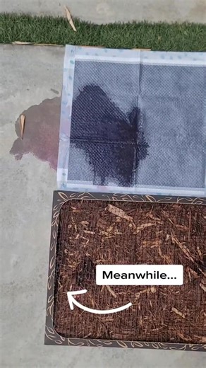 Make potty breaks a breeze with Bark Potty 🐾 📅 Lasts for weeks at a time 🌱 Non-perishable. Keep on hand for emergencies 🌧️ Avoid rain, snow, or extreme heat ✅ Neutralizes odors | Bark Potty