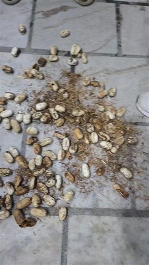 Snake man Haryana Satish Fafdana on Reels