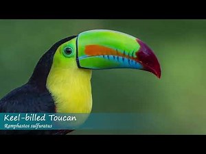 Keel billed Toucan: Fast Facts