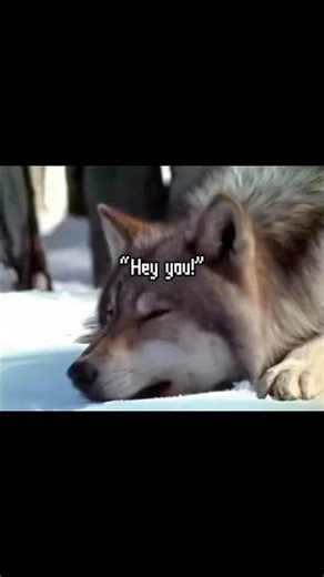 Come join the wolf pack :D