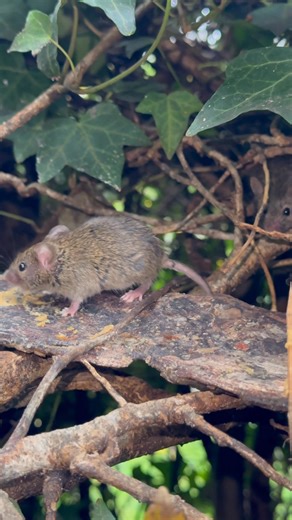 I picked the wrong mouse family to film today only a couple of the bramble family came out, the honeysuckle family are very active | The Mouse family that live by the brambles