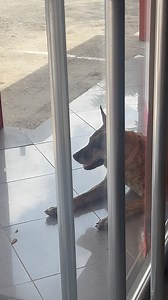 🐶✨ Meet Jombi, our security guard angel at Inter-Alfa Zeelandia! 🏡👼 Jombi is always on duty, greeting everyone who walks through our doors with his calm and friendly presence. And no, he doesn’t bark or react—he simply watches over us like the true guardian angel he is! ❤️ Come say hi to Jombi next time you visit Inter-Alfa Zeelandia! ⸻ 🐶✨ Conoce a Jombi, nuestro ángel guardián de seguridad en Inter-Alfa Zeelandia! 🏡👼 Jombi siempre está en su puesto, dando la bienvenida a todos los que ent