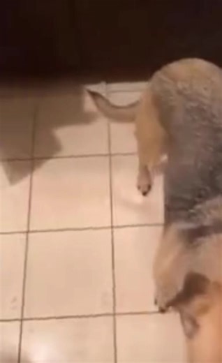 Un chien malheureux dans la baignoire