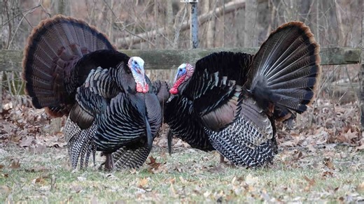 Ohio's spring wild turkey season harvest numbers strong with a few days remaining