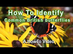 How To Identify 10 Common British Butterflies
