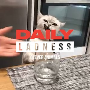 Most people's pets are incredibly dozy. Not this lot... 👏 | LADbible