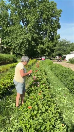 Harvesting the flowers is the reward of the journey