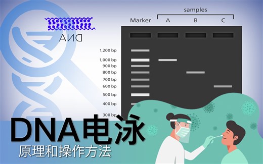 什么是DNA电泳 | DNA电泳的原理和实验步骤