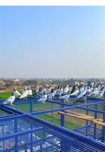 ڈیرہ فانی گجر (@fanigujjar139)’s videos with original sound - Rani Raja