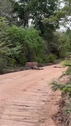 Nduhukire Isaac on Instagram: "Leopard Mating: A Delicate Dance of Survival and Legacy Leopard mating is a fascinating display of agility, strength, and subtle communication. These solitary cats come together for a short but intense period to ensure the survival of their species, with mating rituals marked by careful movements and vocalizations. As apex predators, they play a crucial role in maintaining balance within their ecosystems. #LeopardMating #WildlifeConservation #BigCats NatureBehavior