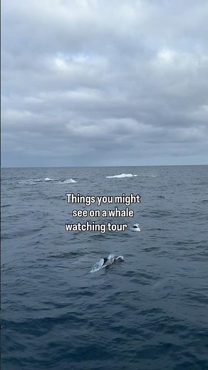 Things you might see on a whale watching tour 🛥️🐋