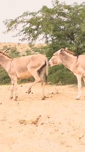 42K views · 74 reactions | Alone But very Happy vilalge pets #animals...