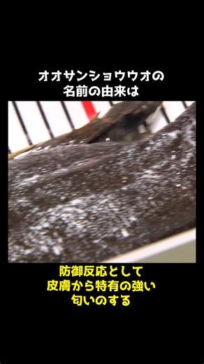 オオサンショウウオの秘密㊙️ #雑学 #動物 #豆知識 #動物好き #オオサンショウウオ #サンショウウオ | 動物ふしぎ発見
