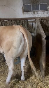 721K views · 8.5K reactions | Bonjours à tous bon lundi Ce matin traitement de ma fury mes vous inquiéter pas rien de grave | La ferme de Marie | Facebook