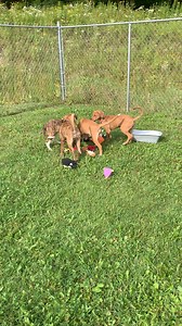 Meet our 12 week old puppies Aurora, Ariel, Moana, & Merida. They can’t wait to have a new family | Ontario SPCA and Humane Society Muskoka Animal Centre