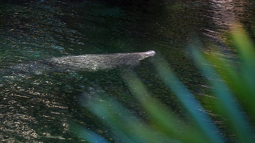 Where can I find fireflies in Florida? See ‘lightning bugs’ twinkle at this state park