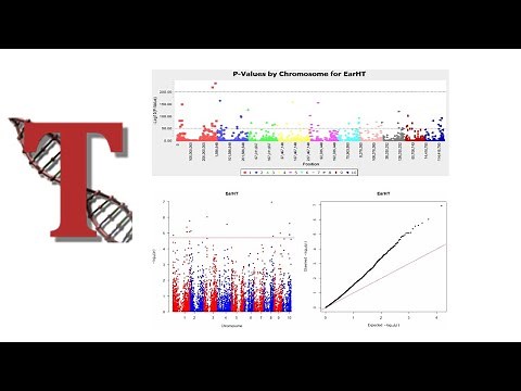 Genome-wide Association Study (GWAS) analysis in TASSEL Software (GUI).