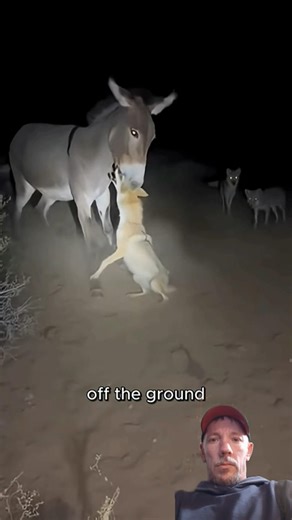 Donkey Vs Canine Predator #shorts #dog #animals
