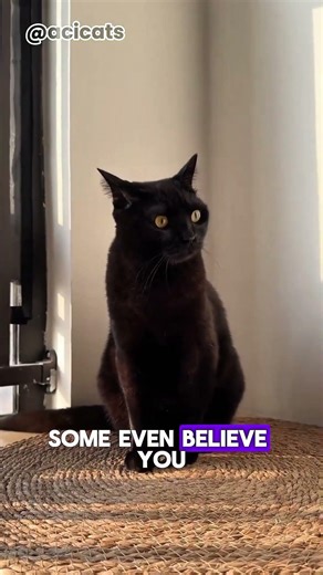The Truth About Black Cat Myths #acicats #cat #onengthecat