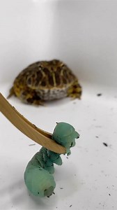 This is why it’s so hard to film a nice clip of Lunchbox, my Argentinian horned frog (Ceratophrys ornata), eating her meals! This girl doesn’t give you any signal she’s hungry until she’s lunging at her prey (or you) 😂! It’s important to offer these amphibians a varied diet. Horned frogs are masters of ambush hunting. These animals will dig down into substrate, sometimes with just their eyes popping out, waiting patiently for unsuspecting prey to scurry on by at which point they lunge forward a