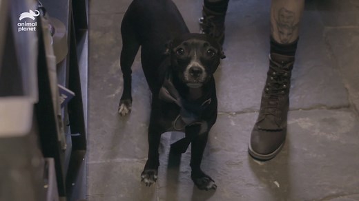 530K views · 747 reactions | This is a rescue first on Pit Bulls and Parolees! Mariah has to pick up a dog abandoned at the family's Tahyo store in the French Quarter! Don't miss the return of #PitBullsandParolees this Saturday at 9pm ET! | Animal Planet | Facebook