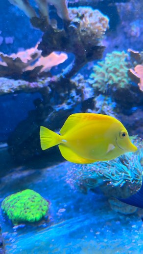 Aqua Tropica on Reels