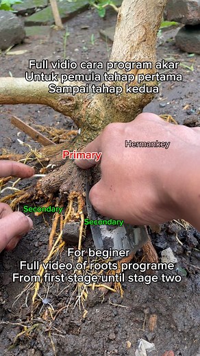 56K views · 704 reactions | For beginners, Full video, 45 days of the root stage process from the first stage to the second stage. #bonsai #bonsaiwork #garden #gardening #diy #craft #bonsaiworld #bonsaimania #bonsaiindonesia #fblifestyle | Herman Key | Facebook
