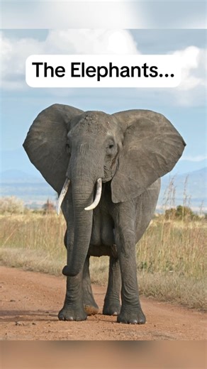 How Long Animals Sleep #shorts