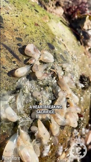 Once in a Lifetime: Baby Octopus Hatching Under the Full Moon 🐙