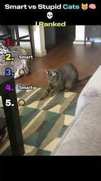 Smart vs Stupid Cats 😼🧠💀 | Ranked #ranknation #funny #ranking