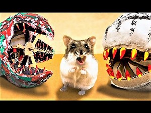 I built a crazy hamster maze with traps and obstacles