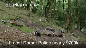 14K views · 233 reactions | A badger cull is due to begin next month in West Dorset. The BBC understands it's one of 5 areas chosen, to try and control TB in cattle. | BBC Hampshire & Isle of Wight | Facebook