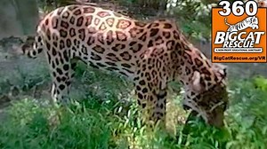 Jaguars hunt and kill crocodiles and alligators for fun. We thought Manny Jaguar might enjoy cracking the skull on this watermelon. See what he did with it and his surprise reaction at the end! Want a whole lot better view of 360 videos? Get our tiger VR viewer at BigCatRescue.org/VR | Big Cat Rescue